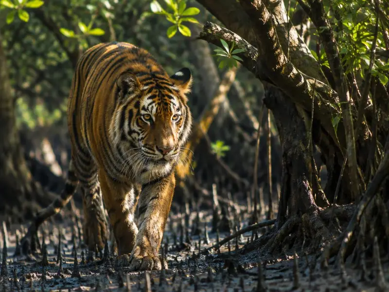 Sundarbans